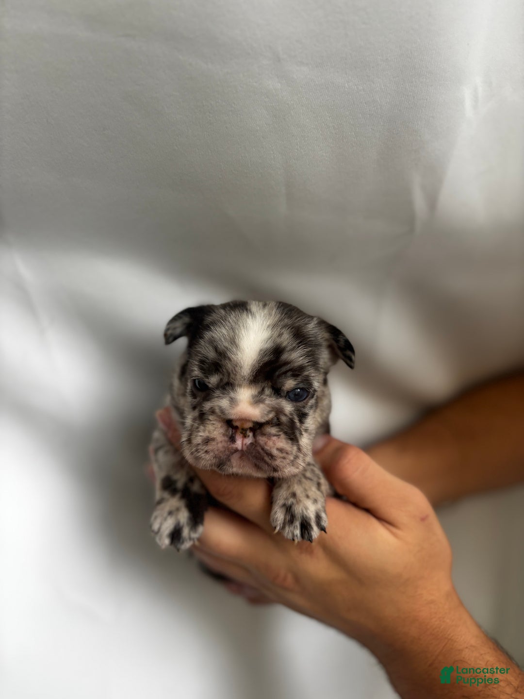 French Bulldog dogs for sale: Storm - Ad 5