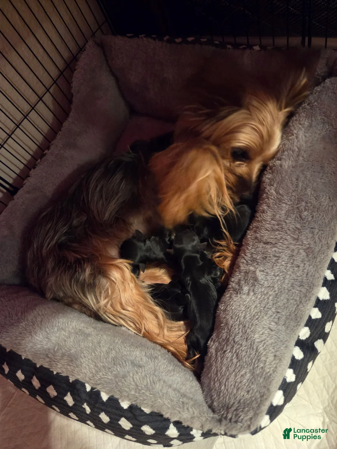 Yorkshire Terrier dogs for sale: Yorkshire Terrier 1 - Ad 6
