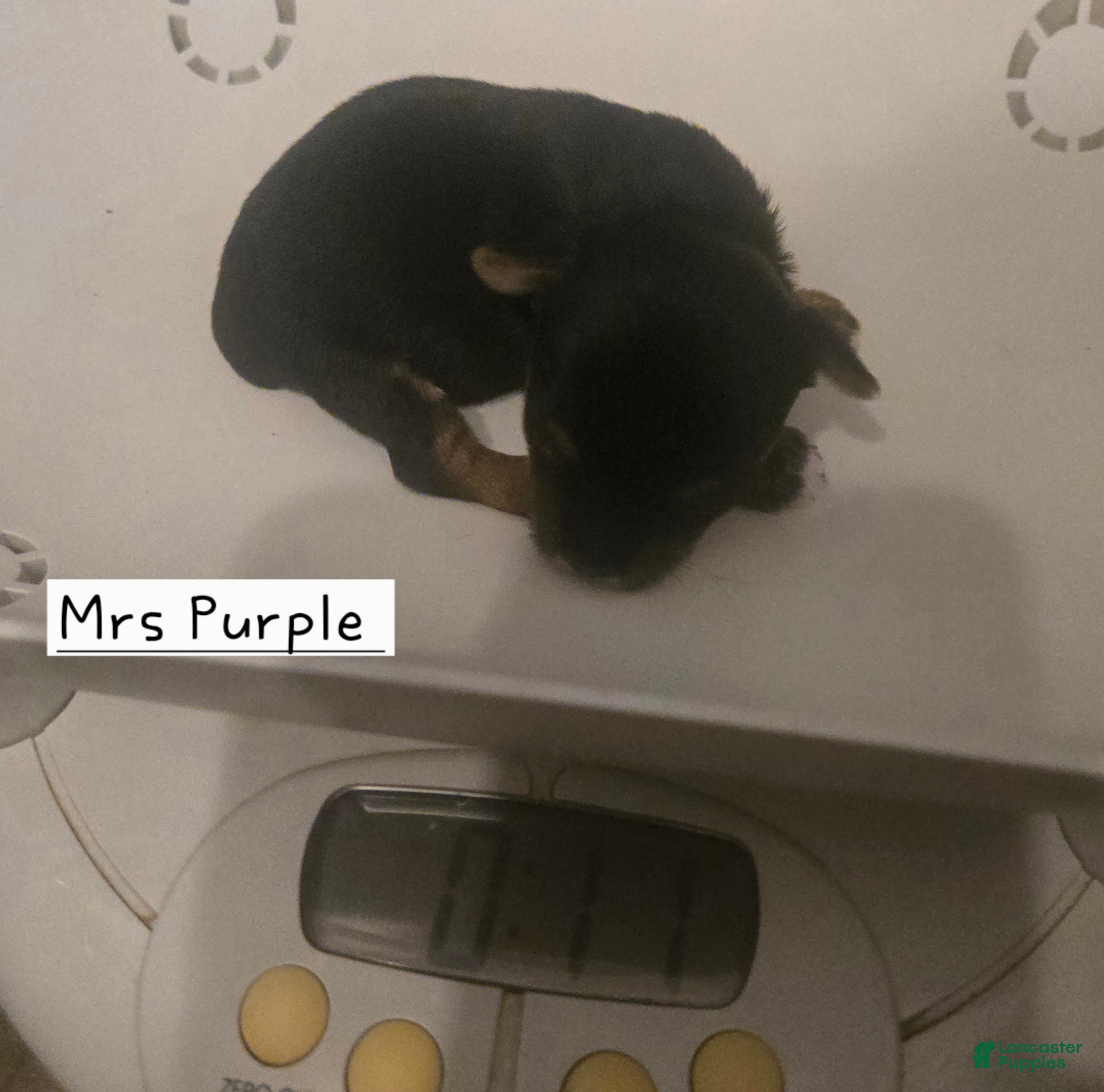 Yorkshire Terrier dogs Mrs Purple - Ad 1