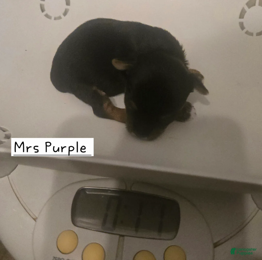 Yorkshire Terrier dogs for sale: Mrs Purple - Ad 1