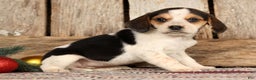 Beagle dogs for sale: Joy - Ad 1