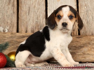 Beagle dogs Joy - Ad 2