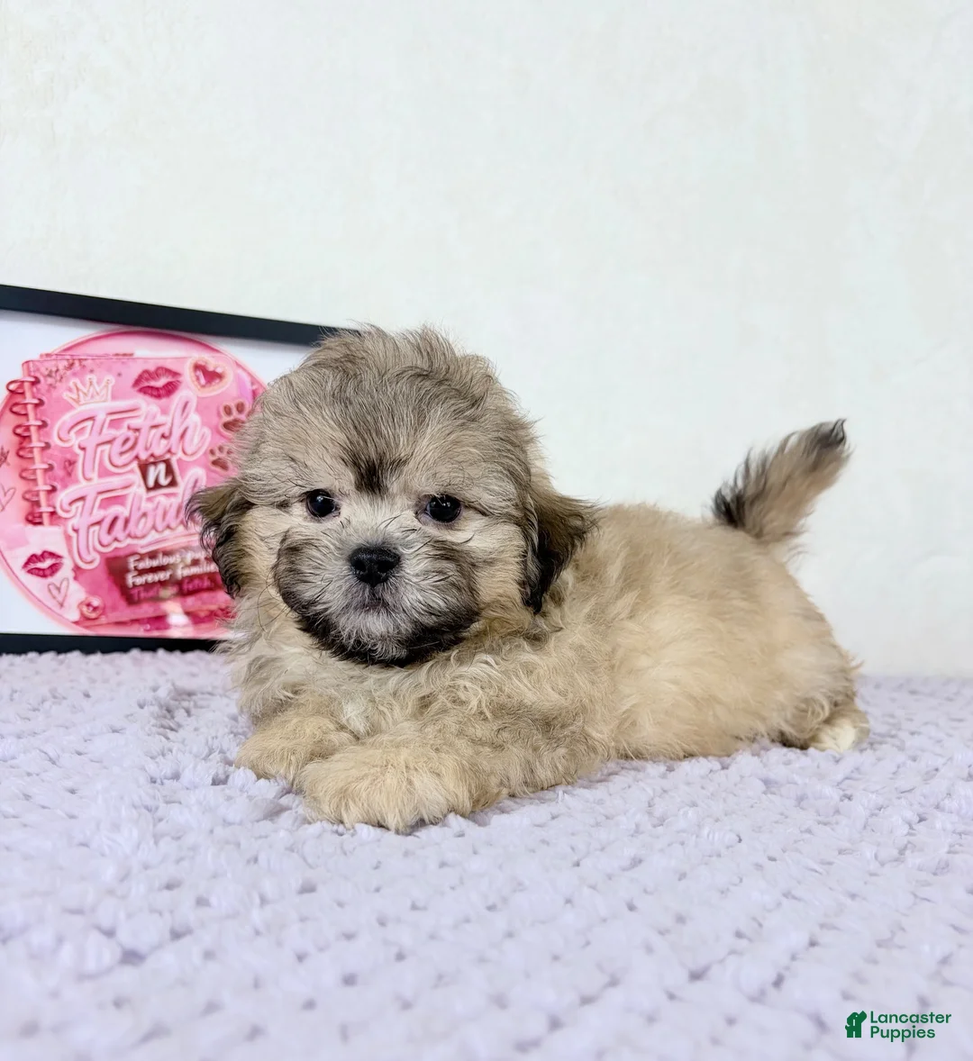 Shihpoo dogs for sale: Aaron - Ad 2