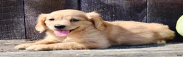 Miniature Golden Retriever dogs for sale: Pumpkin Female Mini Golden Retriever - Ad 6