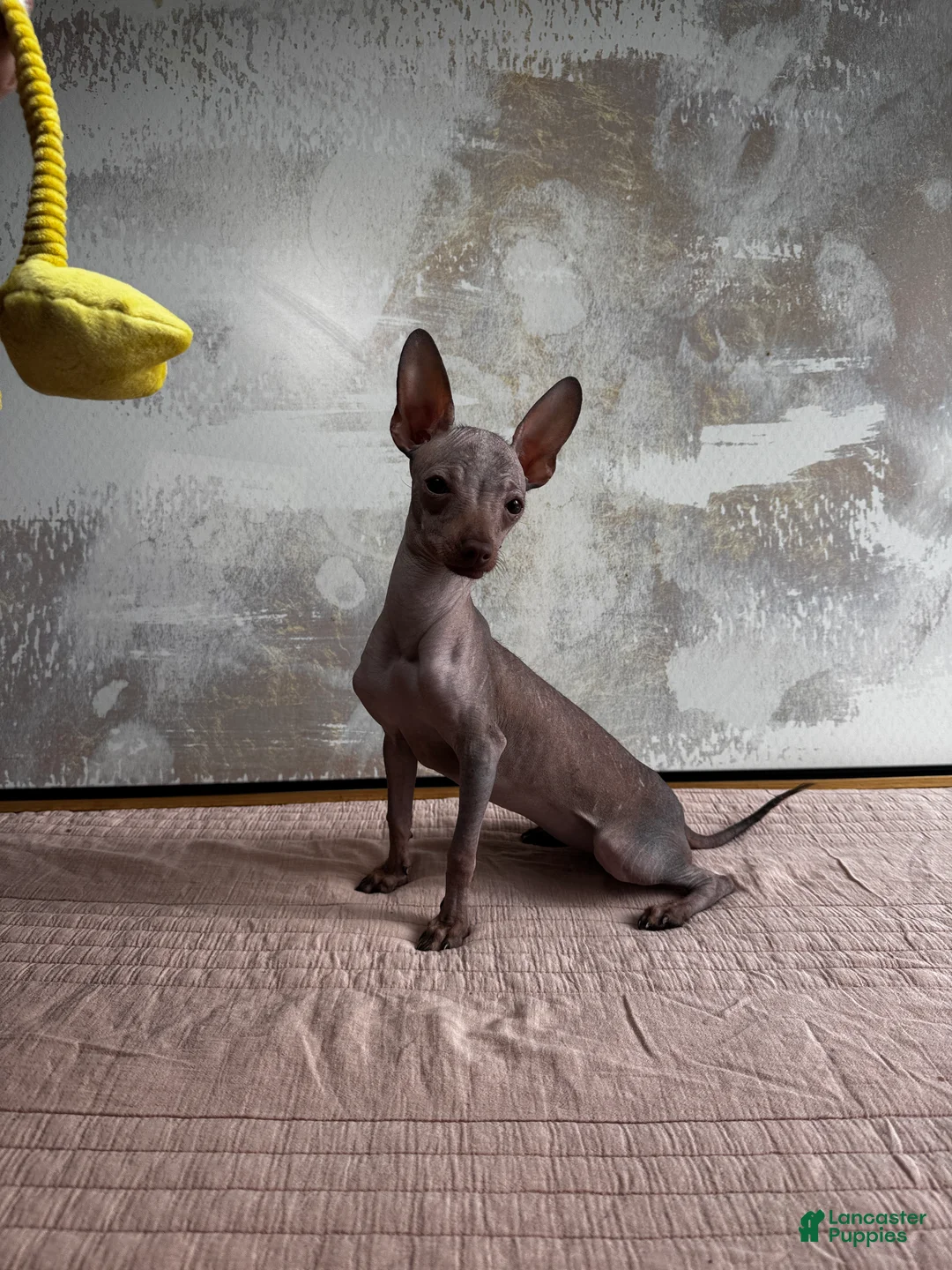 Mixed Breed dogs for sale: Cleopatra  - Ad 10