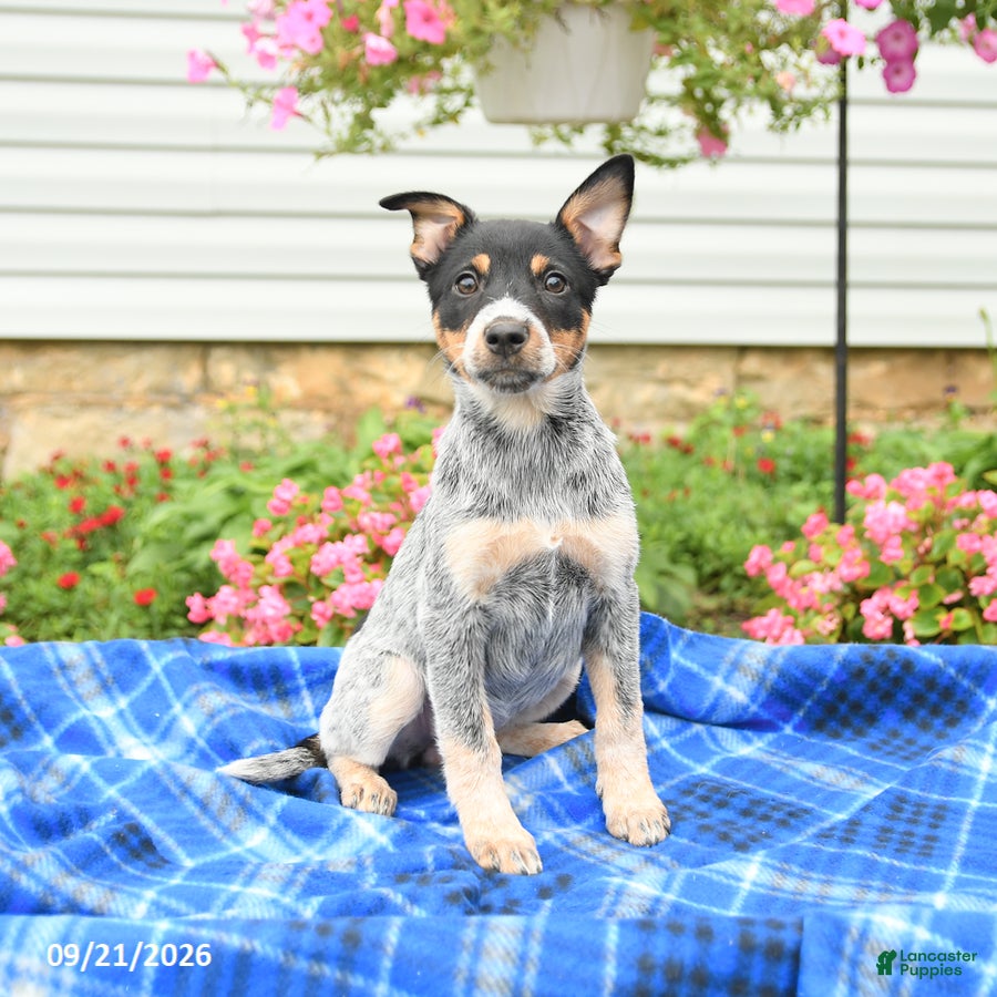 Australian Cattle Dog dogs Ava  - Ad 1