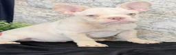 French Bulldog dogs for sale: Rambo - Ad 2