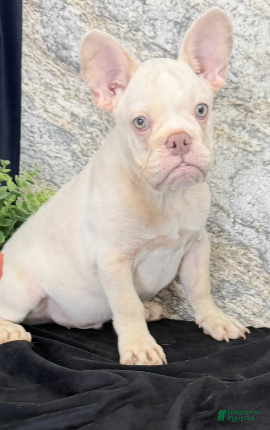 French Bulldog dogs for sale: Rambo - Ad 2