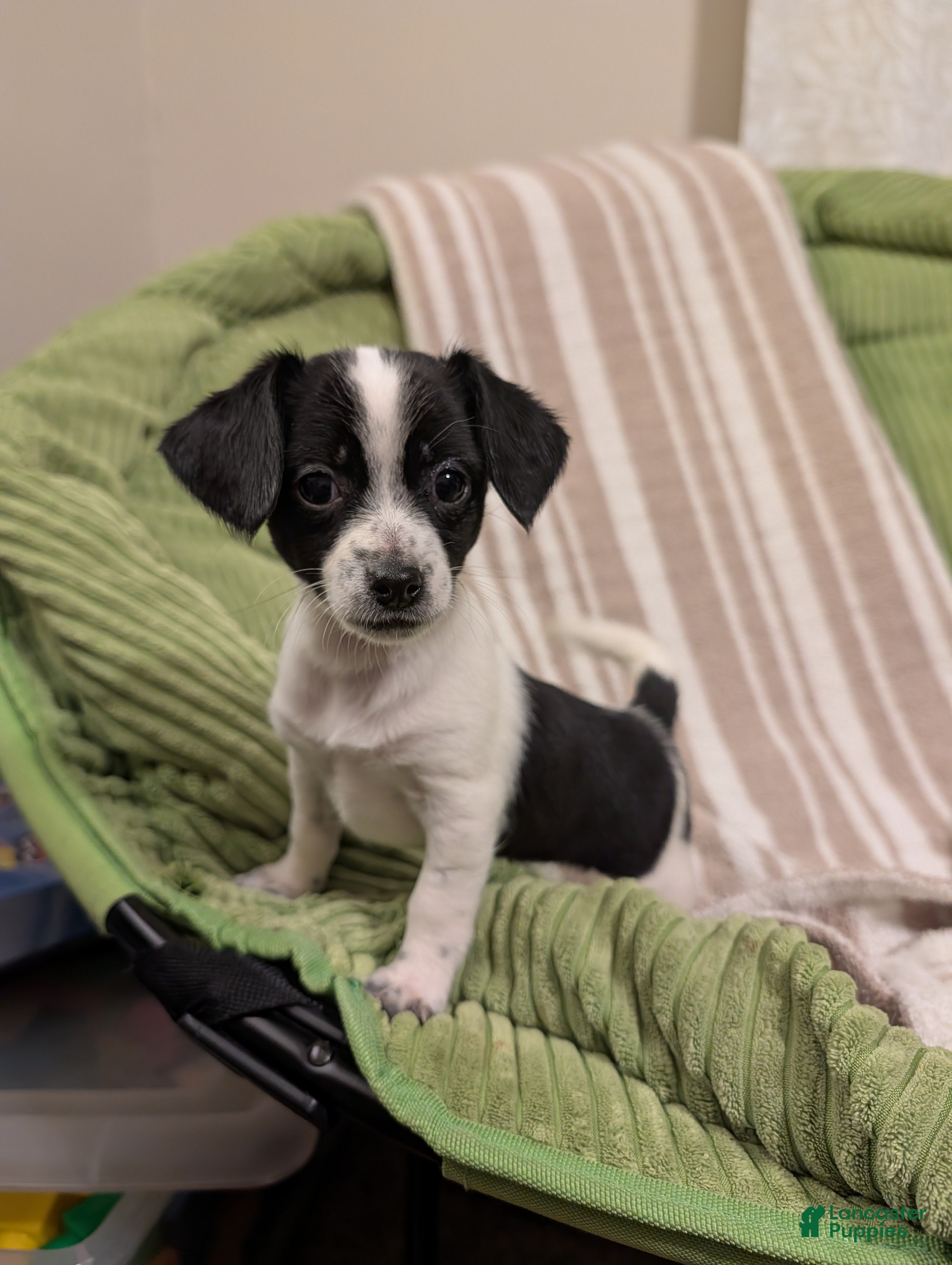 Mixed Breed dogs Poppie - Ad 27