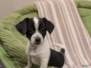 Mixed Breed dogs Poppie - Ad 27