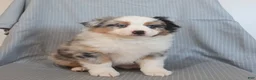 Miniature Australian Shepherd dogs for sale: Spice - Ad 5