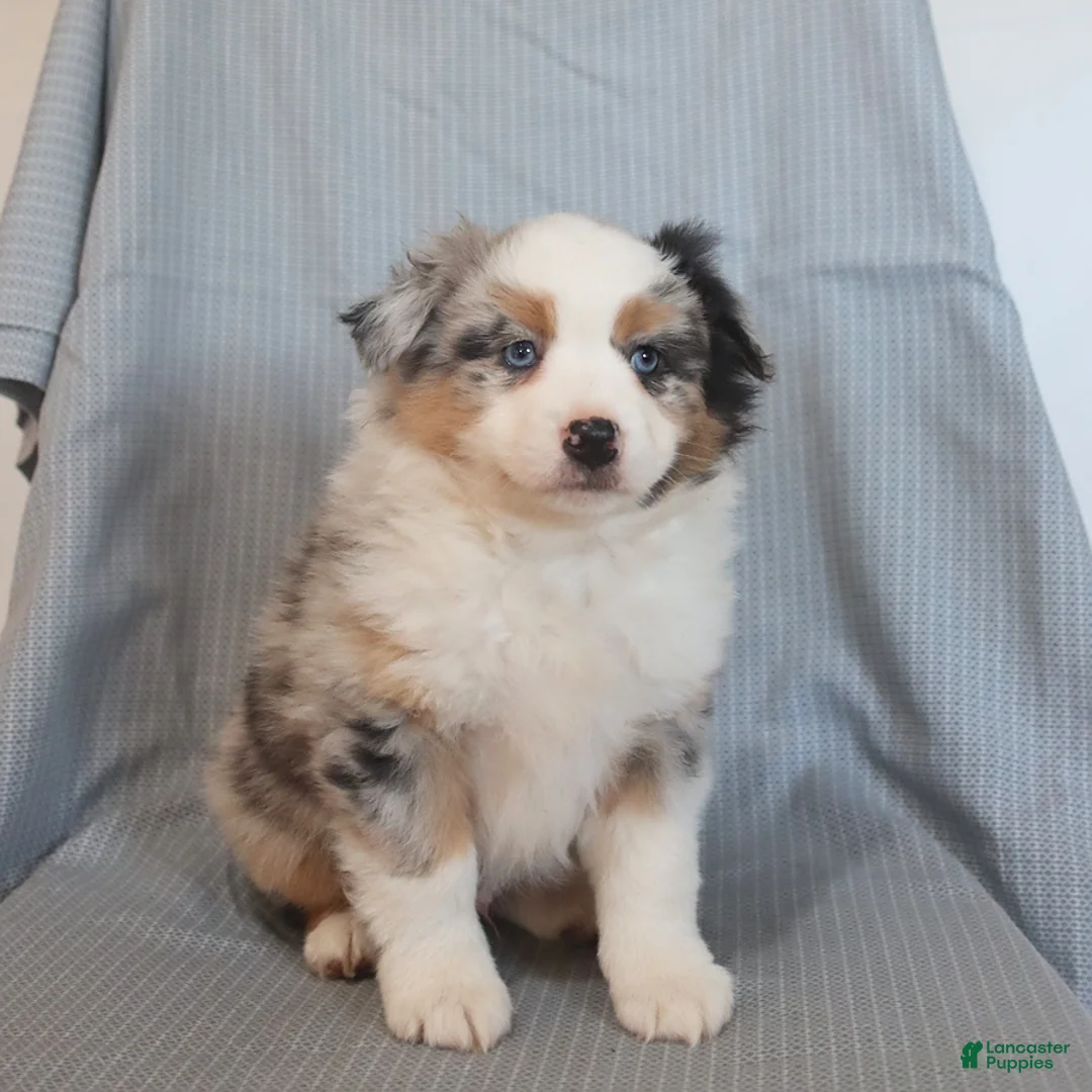 Miniature Australian Shepherd dogs for sale: Spice - Ad 5