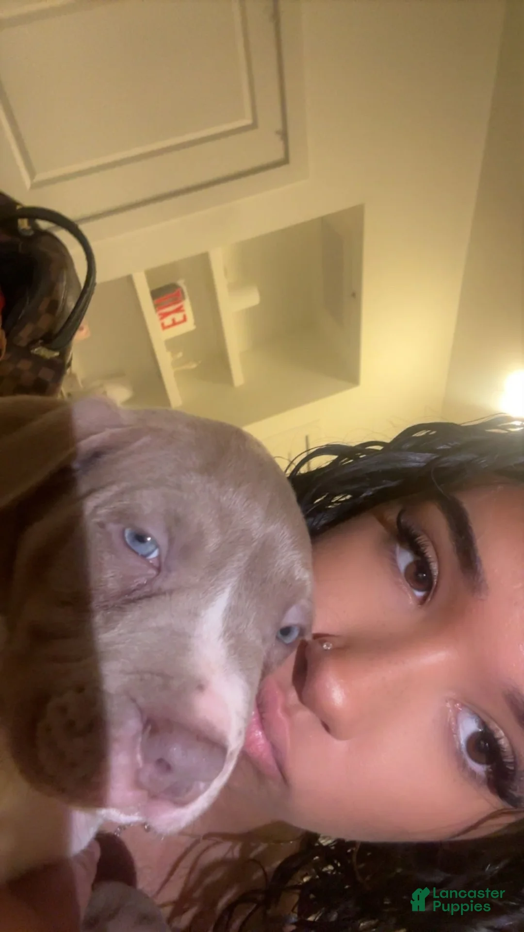 American Pit Bull Terrier dogs for sale: American Pit Bull Terrier 1 - Ad 4