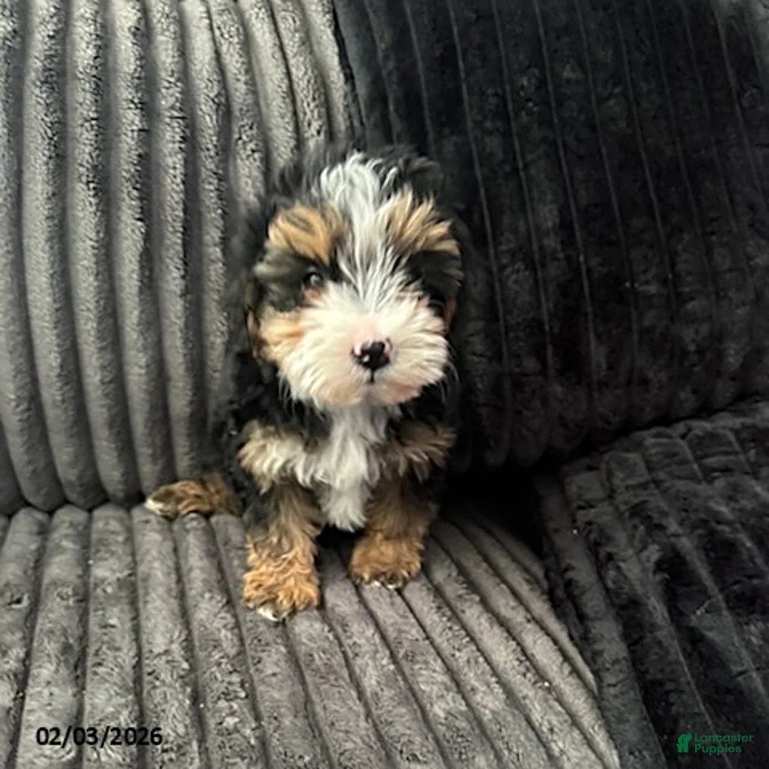 Yorkiepoo dogs for sale: Buddy - Ad 3