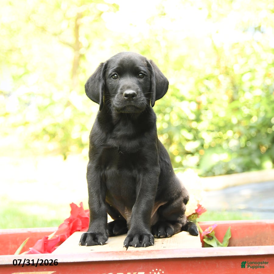 Labrador Retriever dogs Bronco - Ad 1