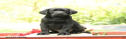 Labrador Retriever dogs for sale: Bronco - Ad 1