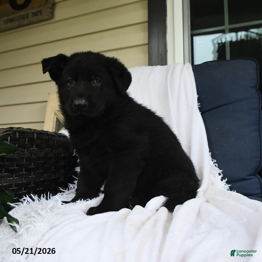 German Shepherd dogs Ludwig - Ad 2
