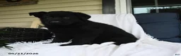 German Shepherd dogs for sale: Ludwig - Ad 2