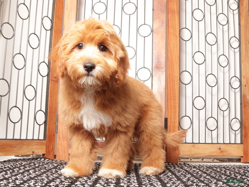 Cavapoo dogs Moris - Ad 1