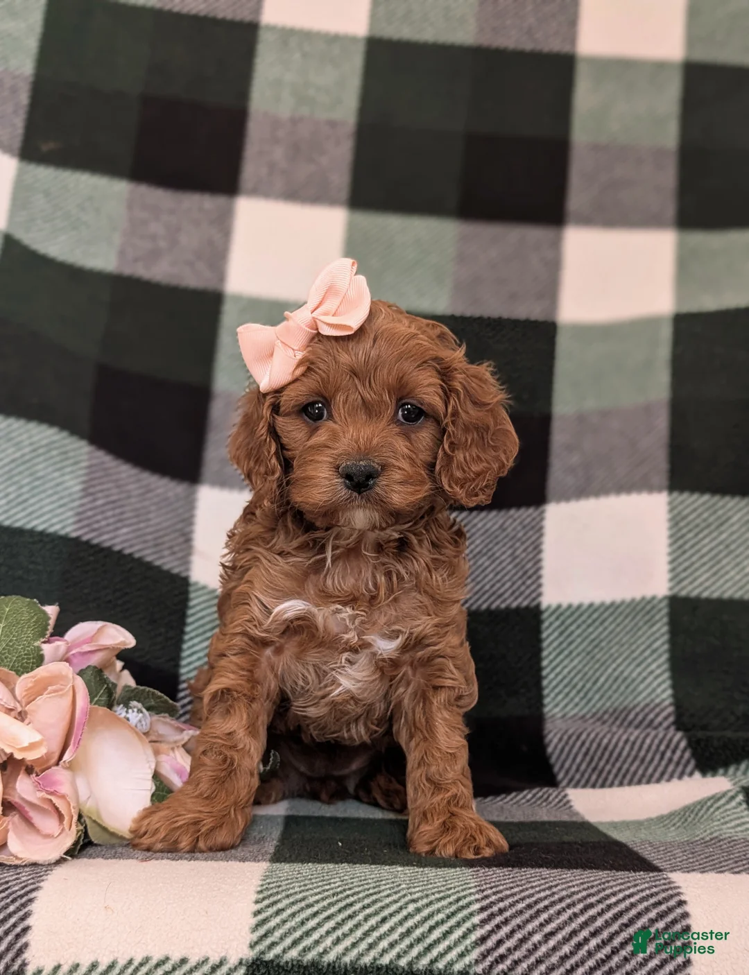 Cockapoo dogs for sale: Lillie - Ad 2
