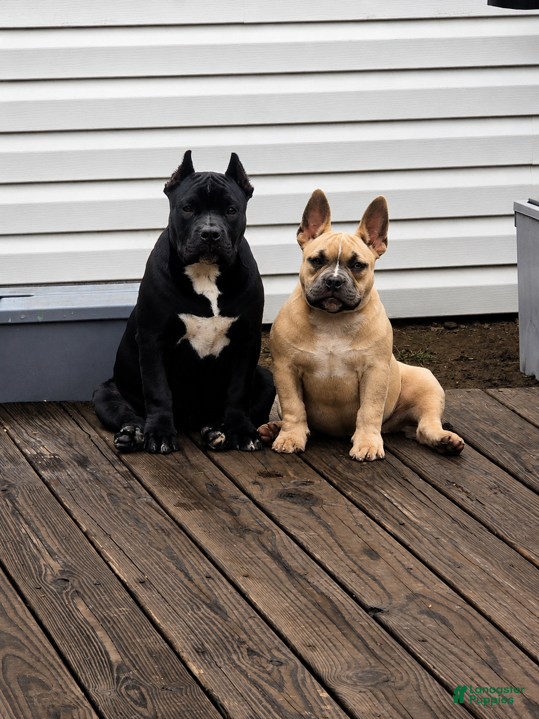 American Bully dogs Pixie - Ad 2