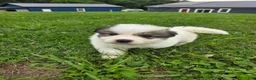 Great Pyrenees dogs for sale: Patrick - Ad 12