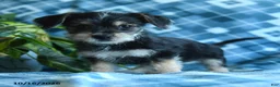 Mixed Breed dogs for sale: Dolly - Ad 4