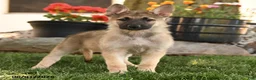 German Shepherd dogs for sale: Francis - Ad 5