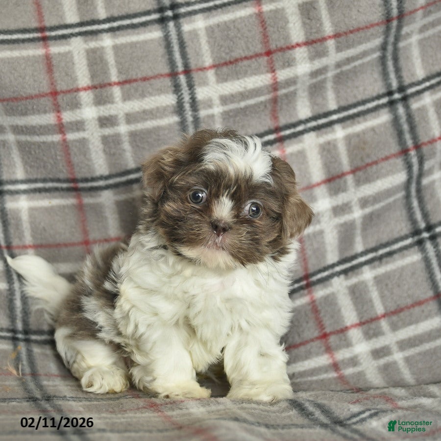 Shih Tzu dogs Waldo  - Ad 2