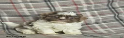 Shih Tzu dogs for sale: Waldo  - Ad 2