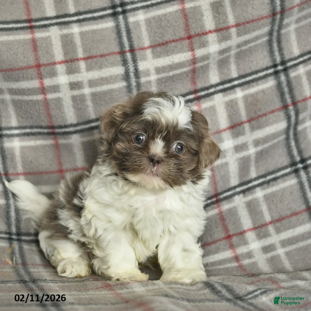Shih Tzu dogs for sale: Waldo  - Ad 2