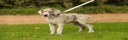 Great Dane dogs for sale: Beatrice Great Dane  - Ad 8