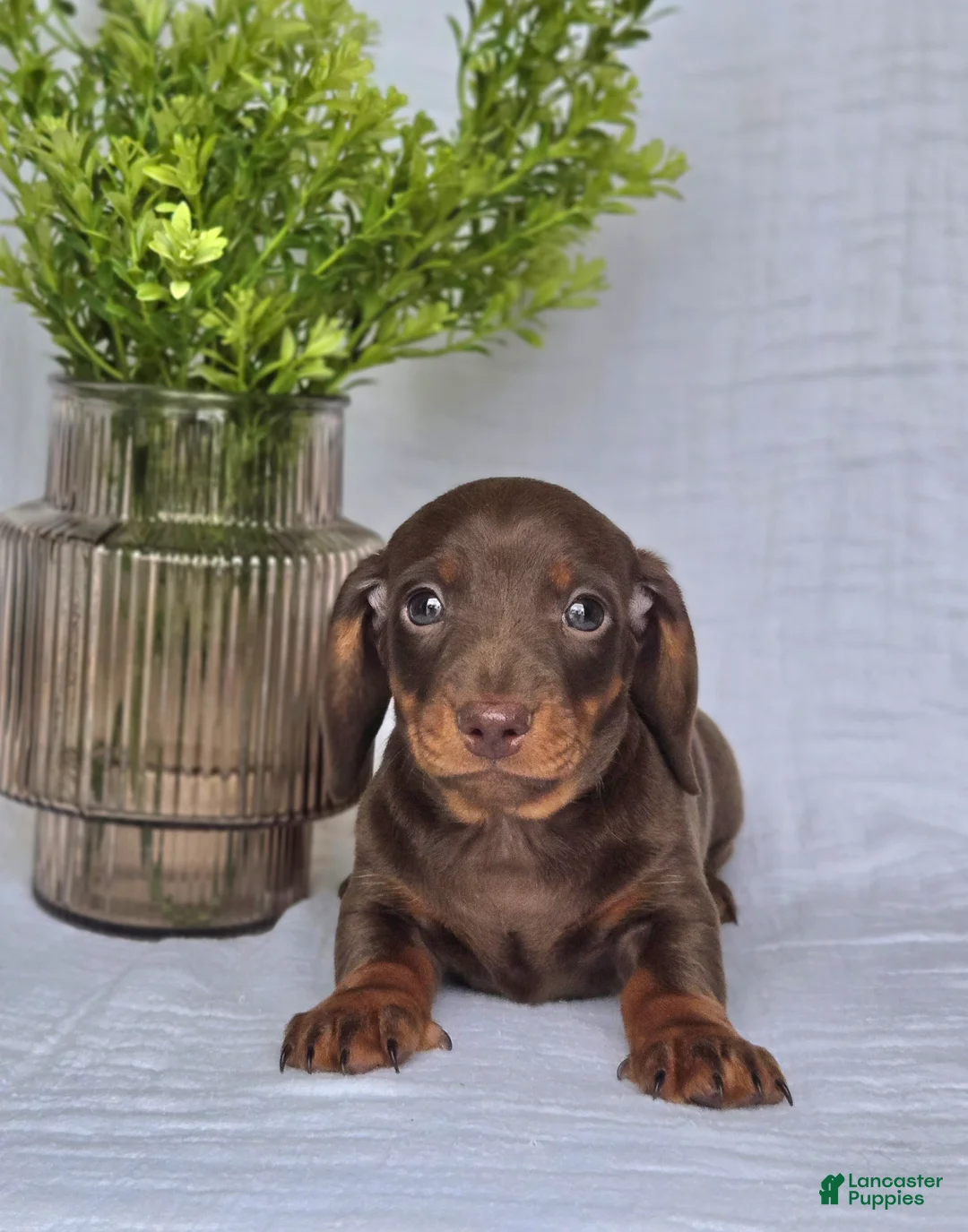 Miniature Dachshund dogs for sale: Bingo  - Ad 3