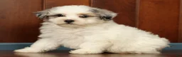 Pomapoo dogs for sale: Paisley - Ad 7