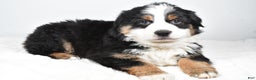 Australian Shepherd dogs for sale: Tommy - Ad 7