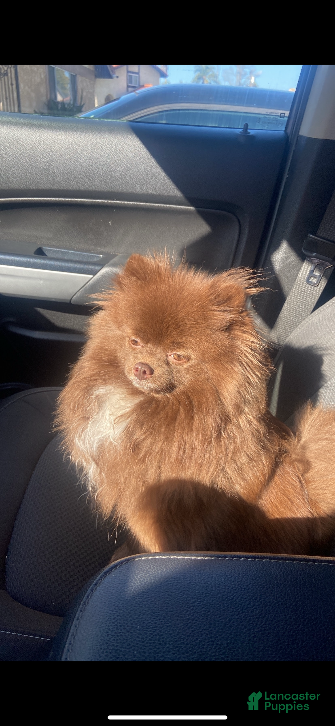 Pomeranian dogs for sale: Pomeranian Puppy 3 - Ad 5