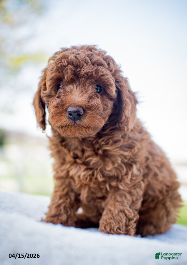 Miniature Poodle dogs Joy - Ad 2