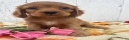 Cocker Spaniel dogs for sale: Peanut - Ad 4