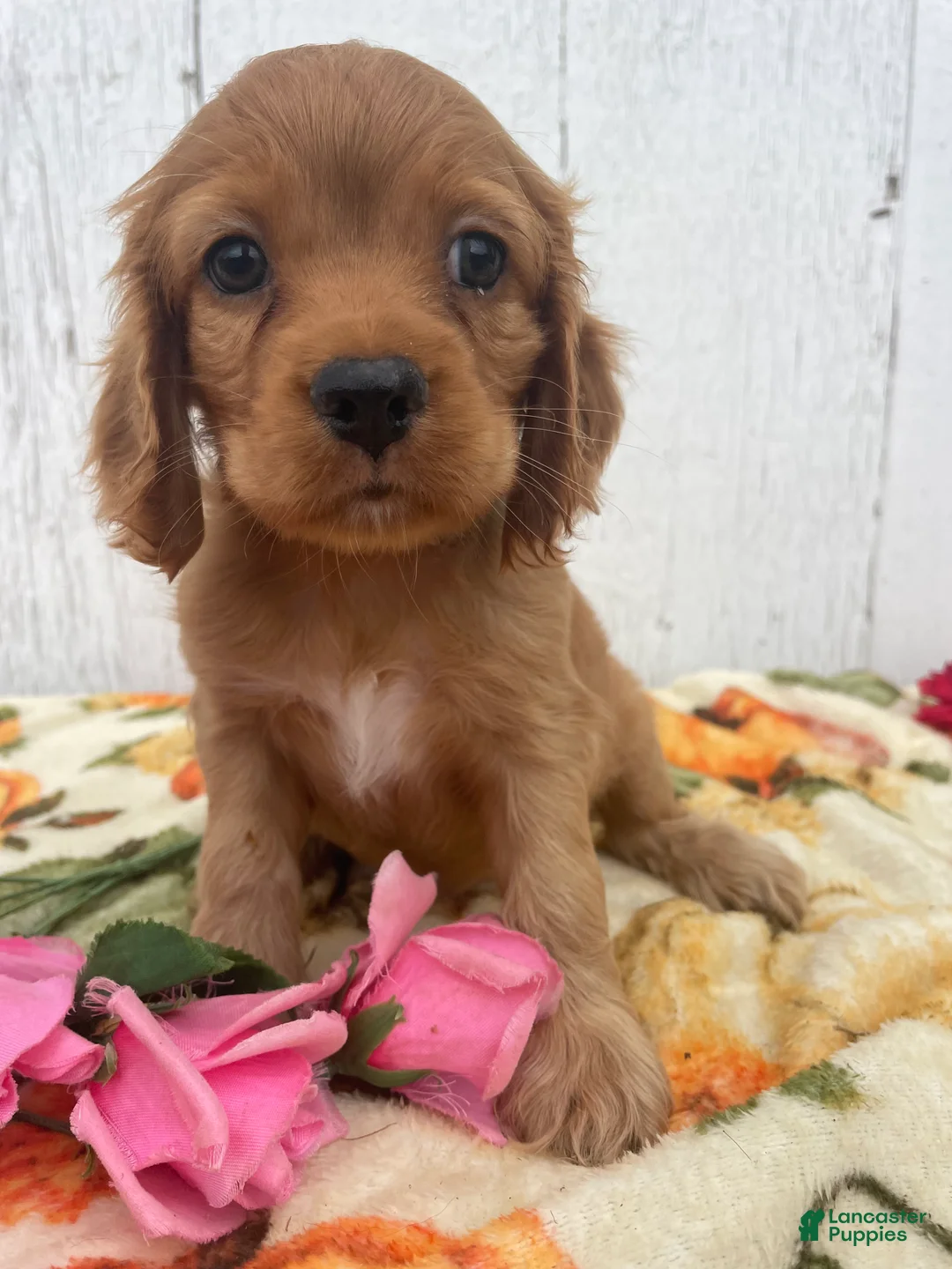 Cocker Spaniel dogs for sale: Peanut - Ad 4