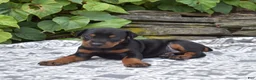 Doberman Pinscher dogs for sale: Rocky - Ad 3