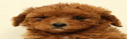 Cavapoo dogs for sale: Casey - Ad 9