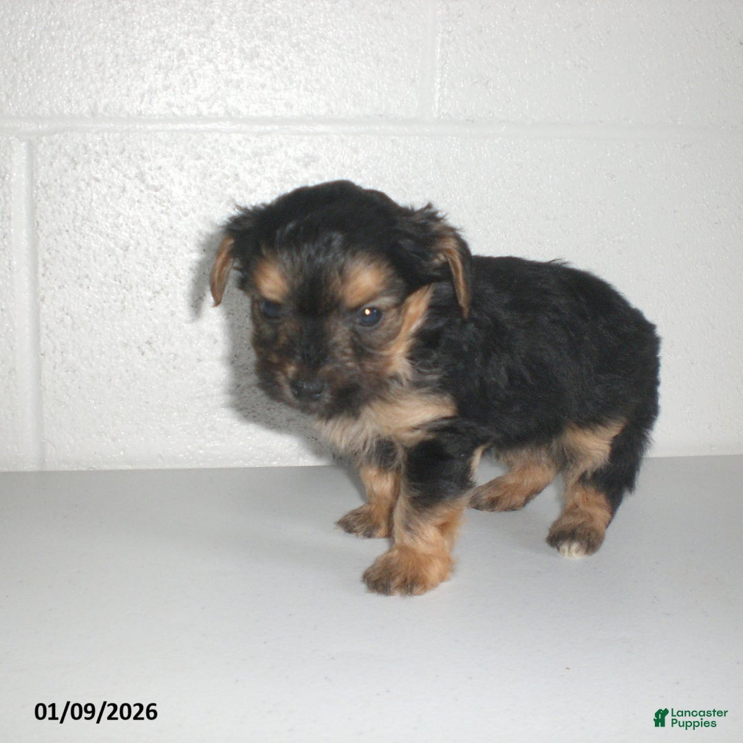 Yorkiepoo dogs for sale: Theo - Ad 8