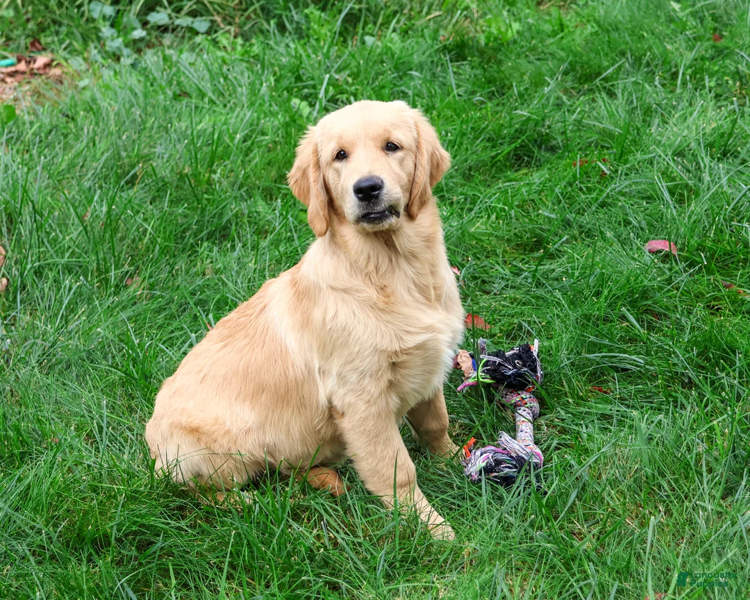Golden Retriever dogs for sale: Giana - Ad 2