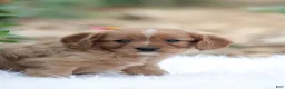 Cavapoo dogs for sale: Tosco - Ad 5