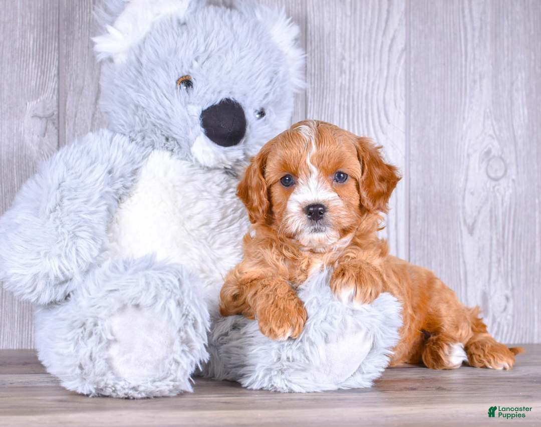 Cavapoo dogs for sale: Tommy - Ad 1