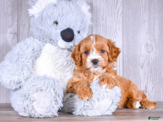 Cavapoo dogs Tommy - Ad 12