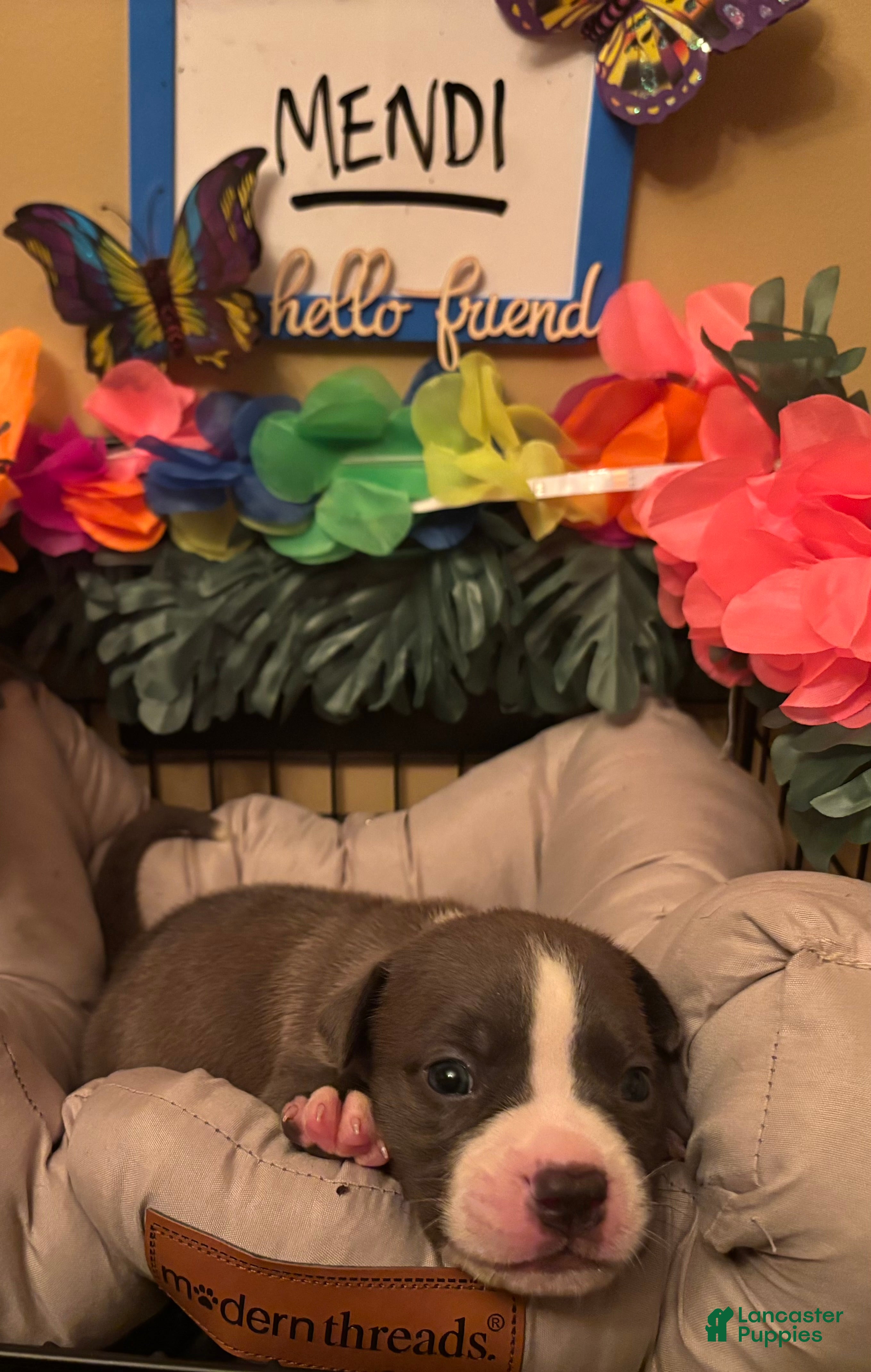 Mixed Breed dogs Mixed Breed 2 - Ad 19