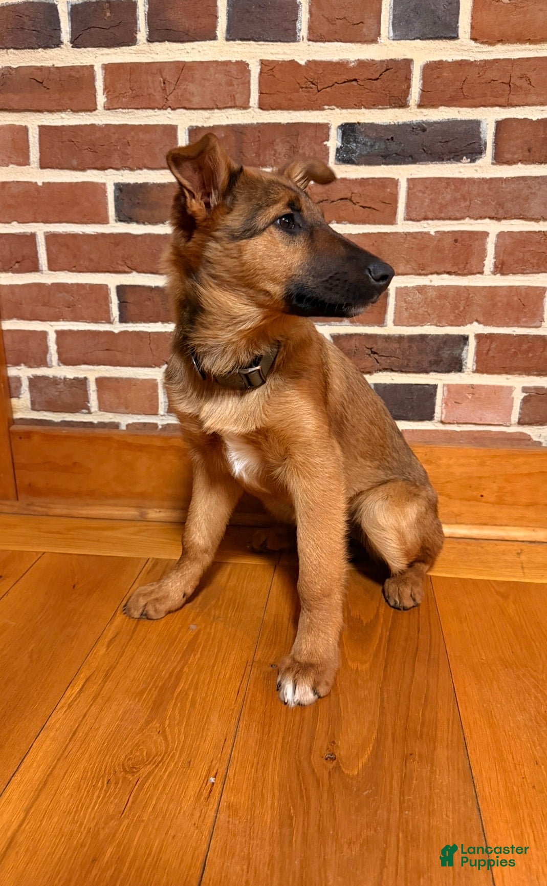 Mixed Breed dogs Mixed Breed Puppy 1 - Ad 2