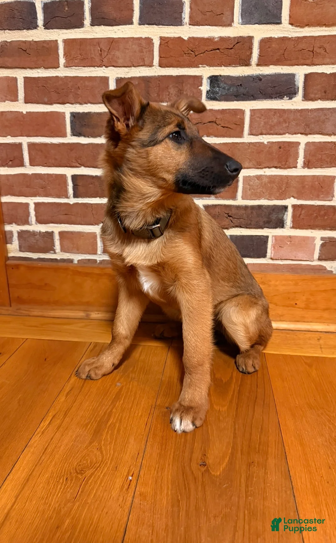 Mixed Breed dogs for sale: Mixed Breed Puppy 1 - Ad 2