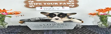 Rosey